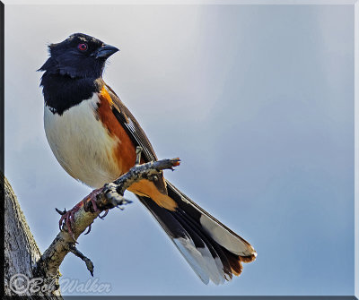 Eastern Towhee Searches For A Mate 