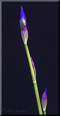 The Iris Plant Buds 