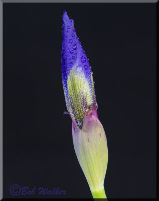The Home Grown Iris Bud 