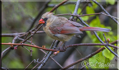 Female Cardinal On The Vines