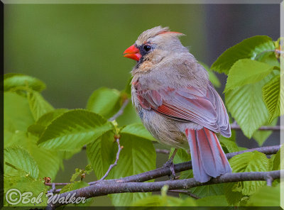 Female Cardinal Just Looking Around In The Foliage