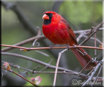 Male Cardinal Among The Vines