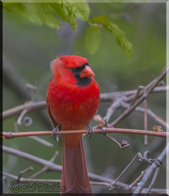 The Male Cardinal Just Looking Around His Surroundings 