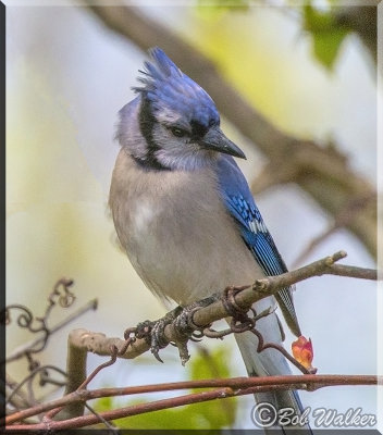 A Blue Jay Just Listening Closely