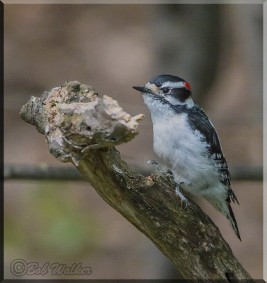  A Juvenil Downy Woodpecker With An Attitude 