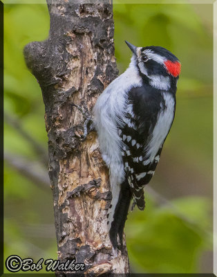 The Juvenile Downy Woodpecker Works It's Way Around The Tree