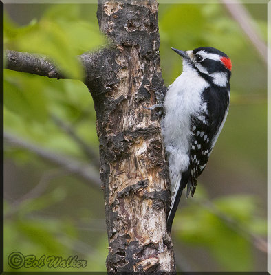 The Juvenile Downy Woodpecker Busily At Work