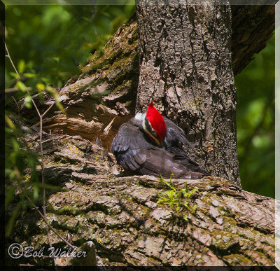 Pileated Woodpecker Taking A Nap Or Preening?