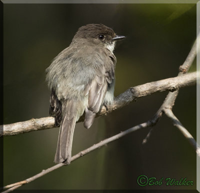 A Little Sun On The Back Of The Eastern Phoebe 