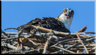 Osprey Abound Throughout Wellesley Island State Park