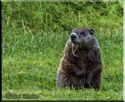 Woody Woodchuck A Regular Across From Our Campsite