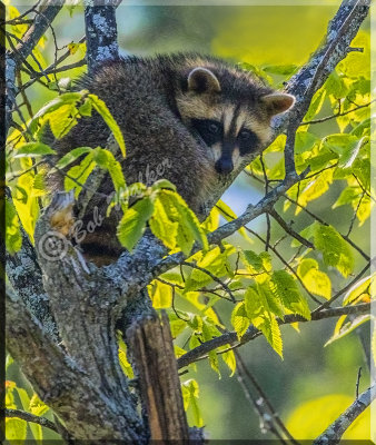 Young Raccoon Near The Nature Center