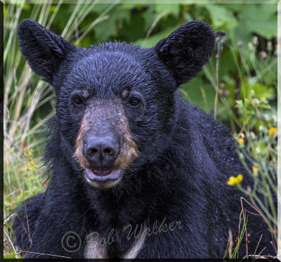 It's A Young  Bear 