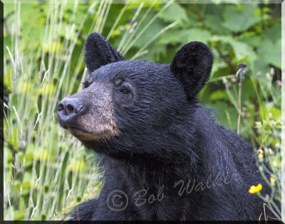 Black Bear's Nose Checking Things Out