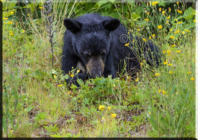 The Black Bear Finds Wild Fruit 