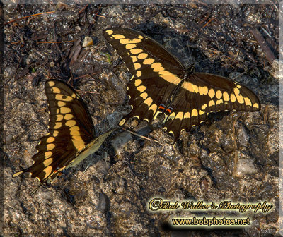 Giant Swallowtails Gather At The Boat Launch