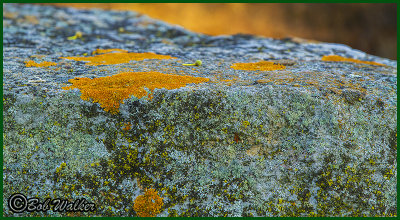 Colorful Golden Moss