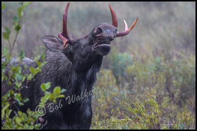 Bull Moose Flemming