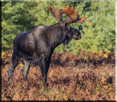 The Bull Moose Listening For The Call Of A Cow Moose During The Rut