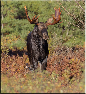 A Bull Looking Head On At Me, A Tense Moment.