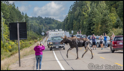 Moose Jam Surprise. Warning Don't Get In Their Way!!!