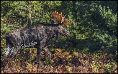 Large Bull Moose Roaming Edge Of The Forest