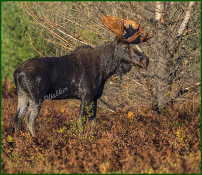 A Side View Of This Rather Large Bull