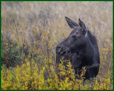 Young Moose Calf In The Morning's Mist