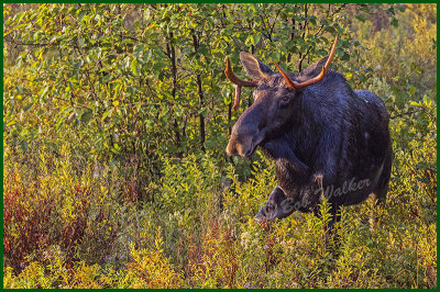 Bull Moose Coming Out Of The Brush And Heading For The Water
