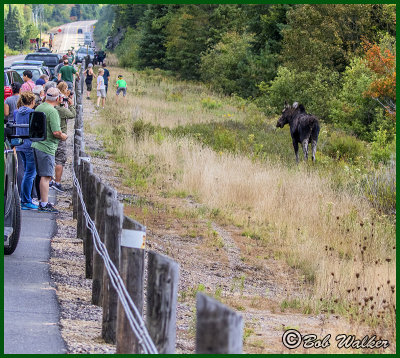Moose Jam And Human Contact