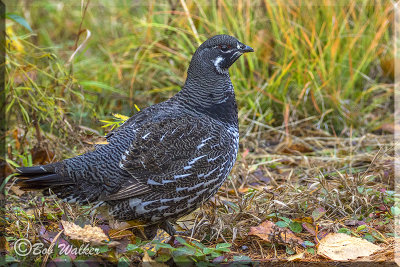 Female Spruce Grouse Foraging  
