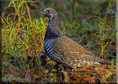 Female Spruce Grouse Still Foraging In The Sunlight  