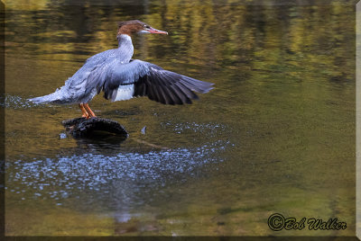 A Female Common Merganser Spreading It's Wings