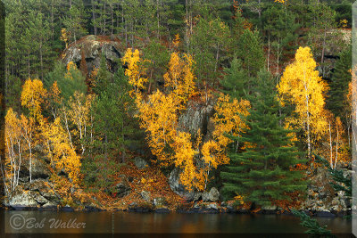Lat Fall Foliage On Costello Lake
