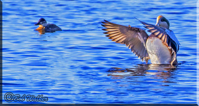 American Wigeon Up And Ready