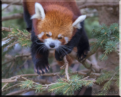 Red Panda Bear Coming Down Out Of The Tree 