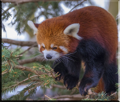 Red Panda Bear Cautious As It Makes It's Way Out Of Tree