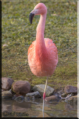 A Greater Flamingo 