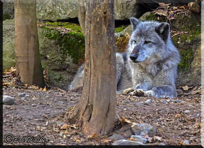 A Wolf And It's Relaxing Day At The Zoo 