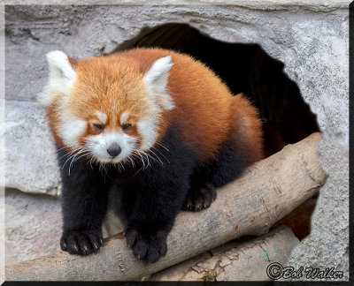 Red Panda Bear Comes Out Of It's Cave To Greet The People