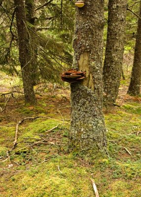 Bass Harbor Head woods003 5x7.jpg