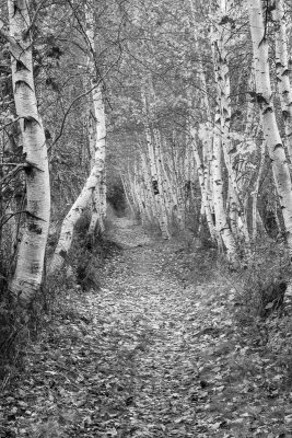 Jessup Trail Wild Gardens Acadia009.jpg