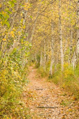 Jessup Trail Wild Gardens Acadia020.jpg