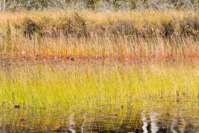 Somes Pond005.jpg
