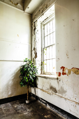 Flowers for Your Room-1.jpg