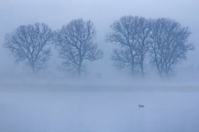 foggy morning