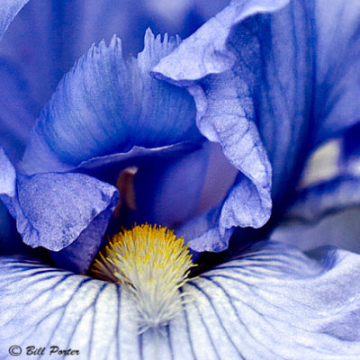 Up Close: Light Blue Iris