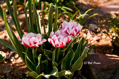 Tulips open when sunshine hits them.