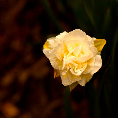 Judys Easter Flower