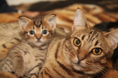 Litter Pictures